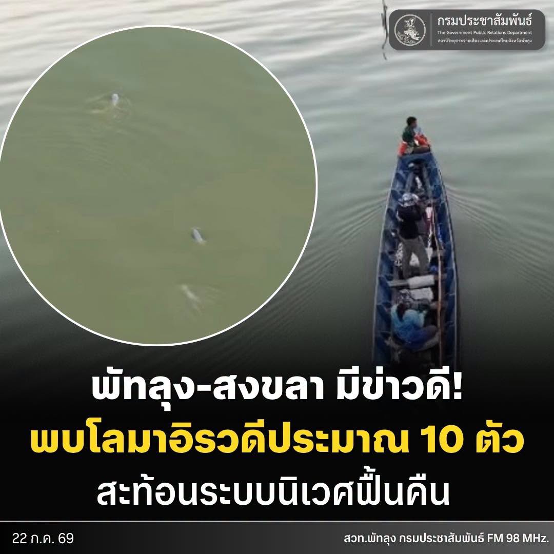 ข่าวดีทะเลสาบสงขลา! กรมทะเลพบ &ldquo;โลมาอิรวดี&rdquo; ฝูงใหญ่ สุขภาพแข็งแรง สะท้อนระบบนิเวศฟื้นตัว